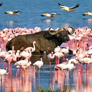 Lake Nakuru National Park