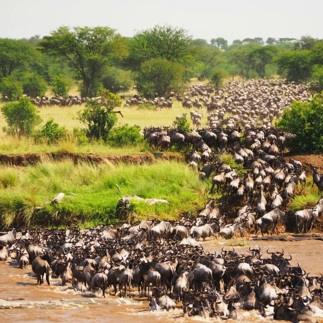 Maasai Mara National Reserve